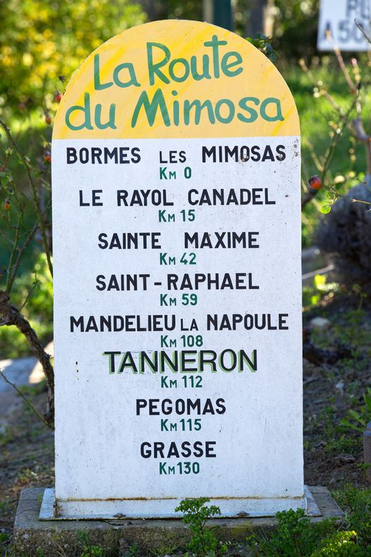 Mandelieu Tourisme - [La Fête du Mimosa est de retour