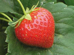 fraises de France